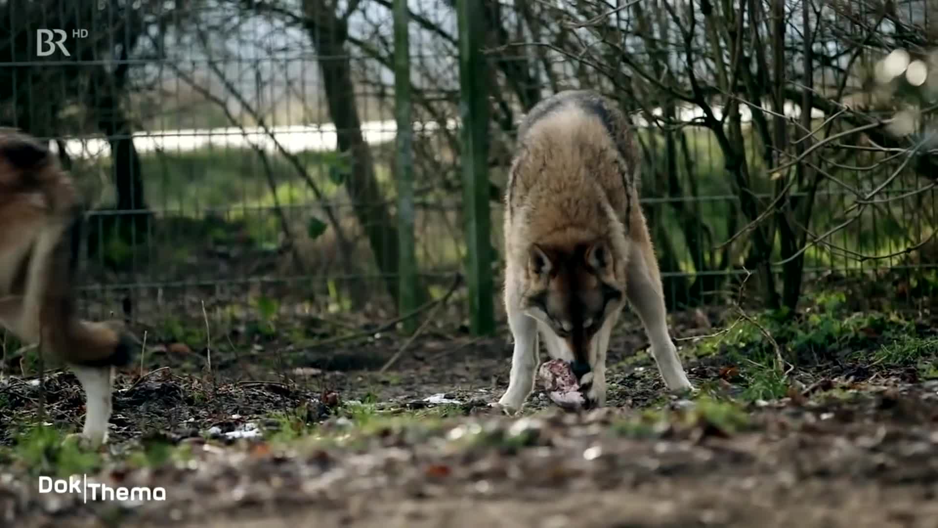 Zwischen Wolf und Hund - Wie gefährlich sind Wolfshybriden? | DokThema | Doku | BR
